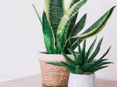 Las 5 plantas suculentas de interior que atraen la buena energía a tu hogar y son de fácil cuidado