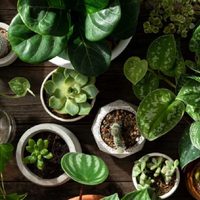 La poderosa planta fácil de cultivar que es un tesoro para tu salud con solo olerla