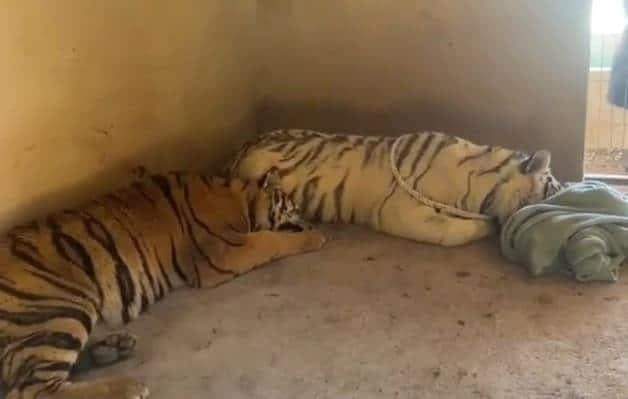 Autoridades resguardan dos tigres en el Triángulo Dorado