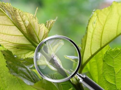 No sufrás más: el truco facilísimo para eliminar a la cochinilla de tus plantas con 1 ingrediente de tu cocina