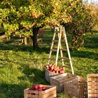 Con 1 elemento que tenés a mano, fabricá este práctico recolector de frutas para tu jardín