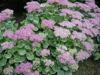 Si querés agregarle color a tu jardín, tenés que conocer esta exótica y hermosa suculenta