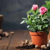 La rosa que crece muy poco, no tolera el frío y necesita cuidados parecidos como el bonsái: mirá dónde cultivarla