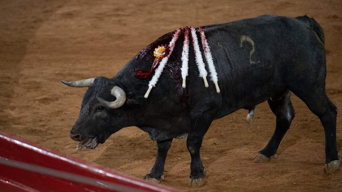 Corrida de toros en la Plaza México