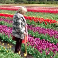 Flores para el Día de la Madre: tulipanes de Trevelin