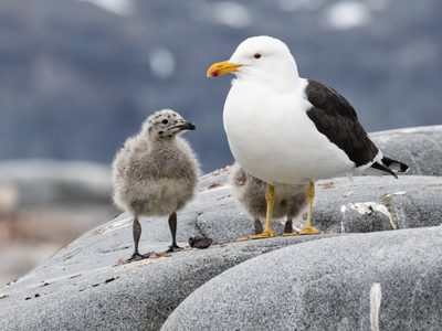 Curiosidades de las gaviotas, las aves de carácter fuerte que son símbolo de libertad