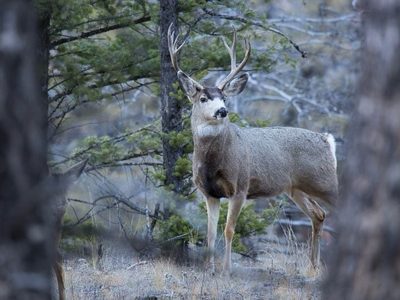 Alerta en Parque Nacional de Yellowstone por casos de “venados zombies”