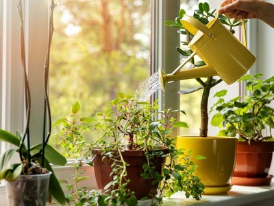 Por qué cuidar de tus plantas te hace sentir tan bien