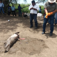 Muere otro manatí en Tabasco; suman 37 de mayo a la fecha