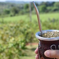 El consumo de yerba mate cayó 9 por ciento en el último año