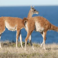 No hay estepa sin guanacos