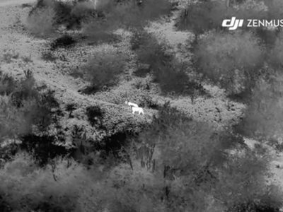Así es como la fotografía aérea de los drones ayuda a monitorizar y proteger el león africano en Uganda