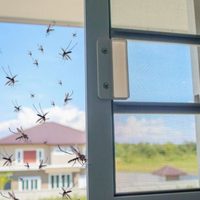 Con ingredientes que tenés siempre a mano: eliminá fácilmente y de raíz estos insectos de tu hogar