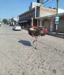 Captan a avestruz corriendo en calles de Tepotzotlán, Estado de México (Videos)