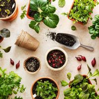 5 plantas comestibles de rápido crecimiento que podés germinar en pocos pasos y en tu hogar