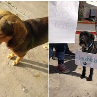 Exigen justicia por Rodolfo, perro asesinado a machetazos en Los Mochis