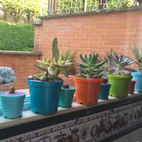 Cuáles son las mejores suculentas para decorar ventanas y estantes de bibliotecas