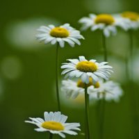 Las plantas con flores que están de moda y son tendencia en decoración: fáciles de cuidar y crecen rápido