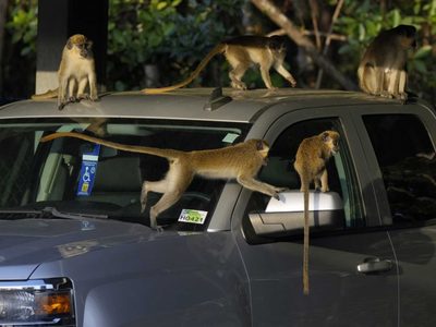 Los monos son las inesperadas celebridades de este aeropuerto del sur de Florida