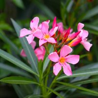 Atención, principiantes: las plantas más fáciles de cuidar y resistentes a las altas temperaturas de verano