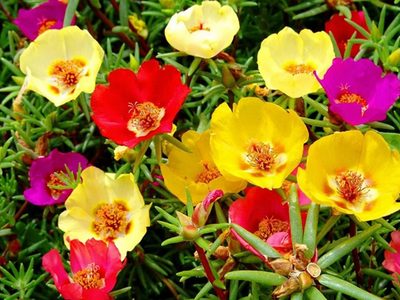 La suculenta que da las más lindas y coloridas flores y que es muy fácil de cuidar