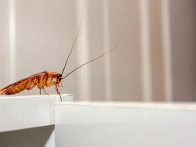 El truco casero para eliminar los insectos de la cocina
