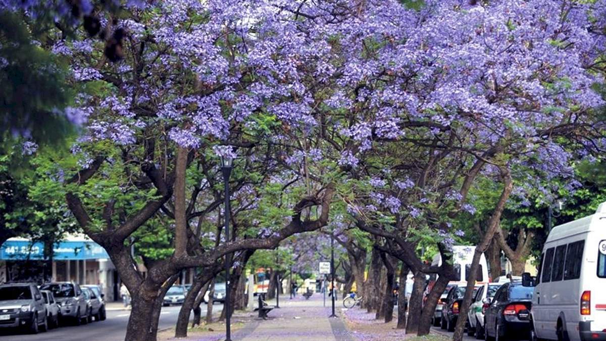 Árbol. Fuente: (Instagran)