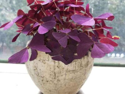 La planta que “duerme” de noche, casi no necesita cuidados y atrae la buena suerte