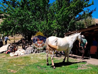 Recuperaron un caballo robado de un campo en Las Ovejas y será devuelto a su familia