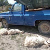 Crece la preocupación en el norte neuquino por la muerte de 50 chivos