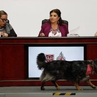 Anuncian protocolo contra disturbios para la próxima marcha contra la gentrificación