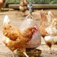 Presentan proyecto para conocer las medidas económicas que se implementaron por la gripe aviar