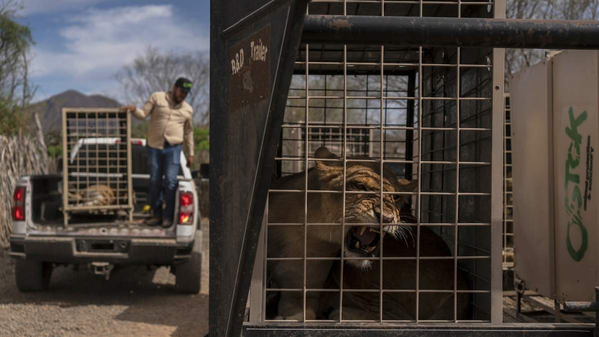 Un león en una jaula a la espera de su traslado a Mazatlán