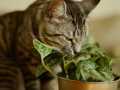 Prestá atención: 8 plantas que son muy comunes y hermosas, pero son tóxicas para tus gatos