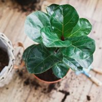 Ficus Pandurata: 3 cosas gratis que podés hacer si querés mantener tu planta hermosa y sana todo el año