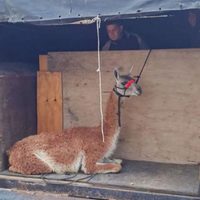 Devolverán a su hábitat al guanaco que fue rescatado de un espigón del río Limay en Neuquén capital