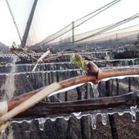 Declararon emergencia agropecuaria en 13 departamentos de Mendoza
