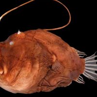 Raro hallazgo en California: ubican un monstruoso pez que vive en las profundidades del mar