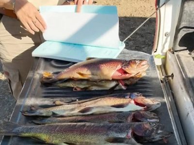 Multaron a pescadores por capturar truchas y encender fuego en lugares no permitidos en el Norte Neuquino