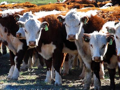 Ganadería en Neuquén: referentes analizaron la situación del sector