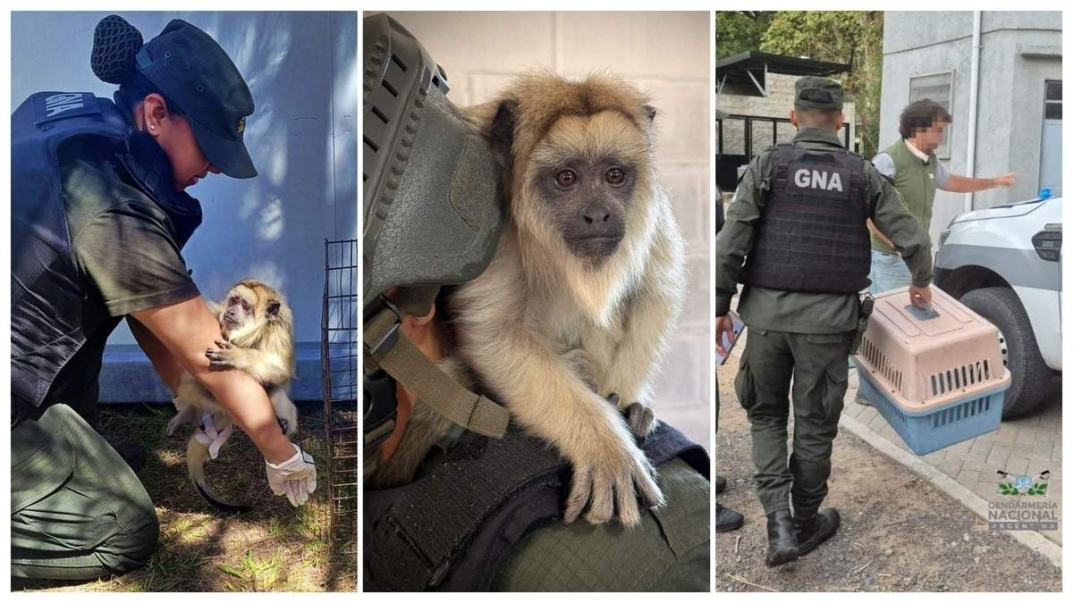 Encontraron un mono Carayá en una casa de La Matanza