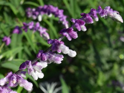 Que tu jardín no se apague en otoño: la planta que da la flor más bella y atrae a los colibríes
