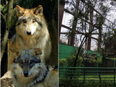 Mascota híbrido de perro y lobo mata a bebé mientras sus padres trataban de rescatarlo