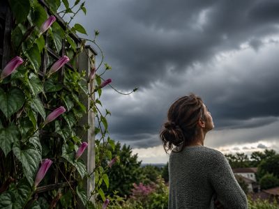 La planta que anticipa tormentas: así funciona la enredadera que cierra sus flores antes de la lluvia