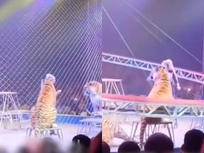 VIDEO muestra momento en que tigre alcanza las gradas tras falla de seguridad en circo