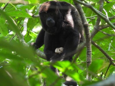 Profepa libera 30 monos aulladores en la Reserva de la Biosfera de los Tuxtlas, Veracruz