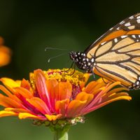 La popular y hermosa planta con la que tu jardín se llenará de mariposas monarcas
