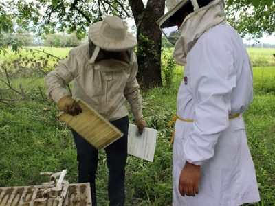 Crean un antibacteriano en base a propóleo que producen las abejas