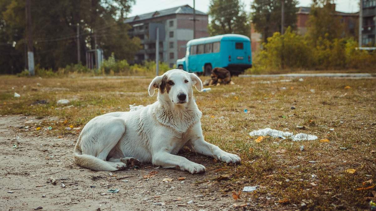 Perro de Chernóbil. Fuente: (Twitter)