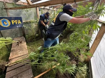 "Faso Escondido", el operativo que desbarató dos invernaderos de marihuana en San Martín